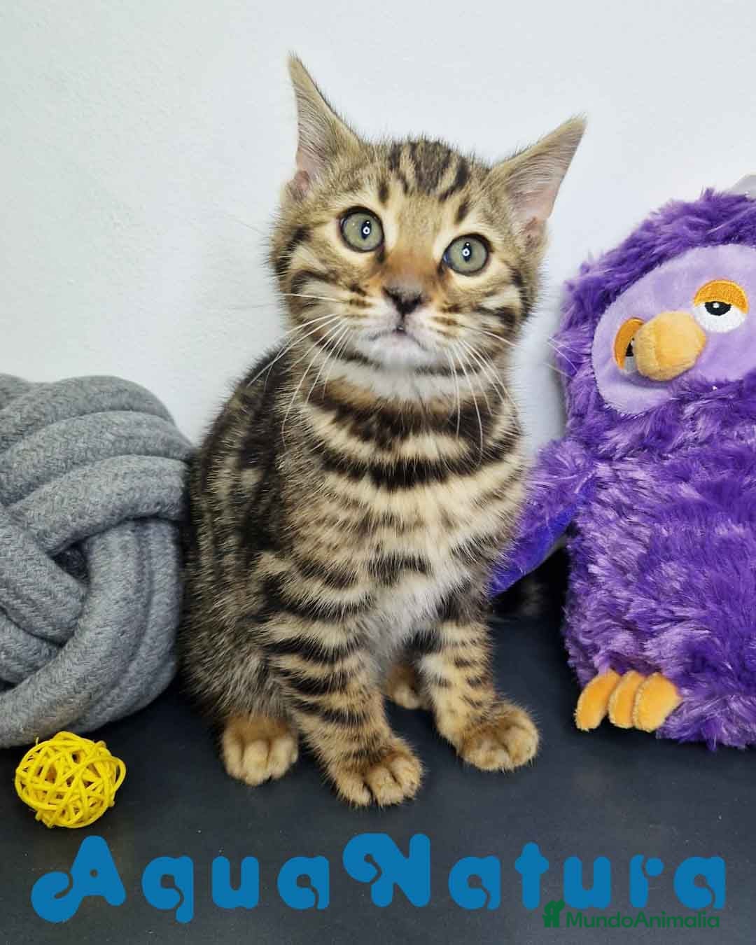 Bengalí gatos Bengali Macho 1823 AQUANATURA en Barcelona - Anuncio 2