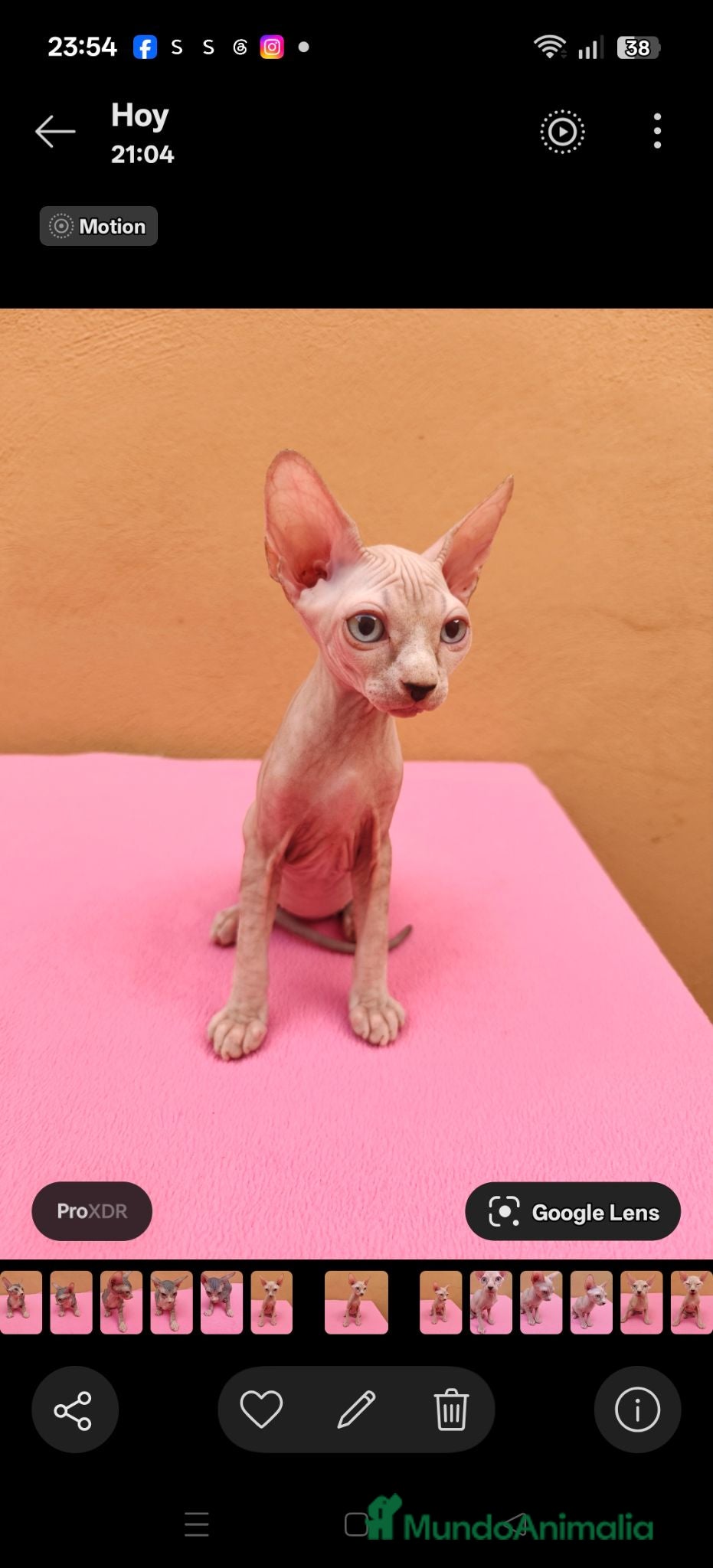Sphynx gatos Preciosa hembrita ojos azules  - Anuncio 1