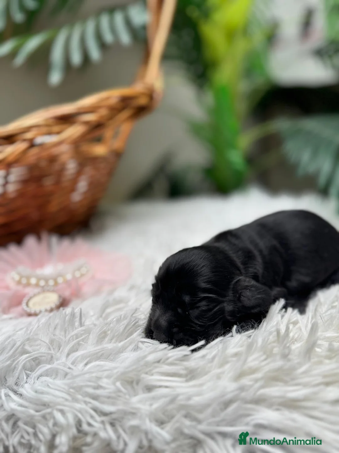 Cocker Spaniel Inglés perros en venta: COCKER HEMBRA - Anuncio 3