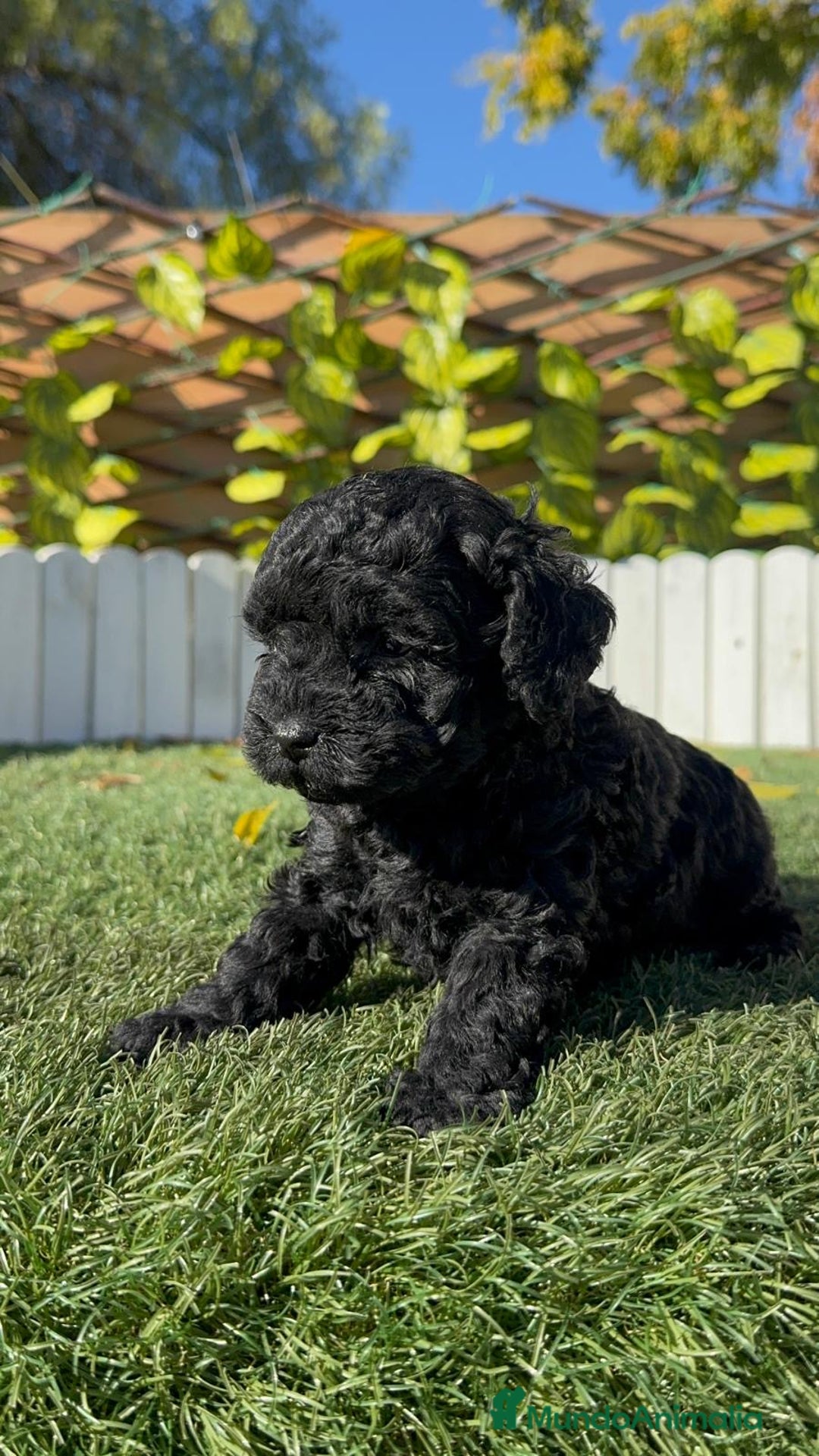 Caniche Toy perros en venta: CANICHE TOY  - Anuncio 9