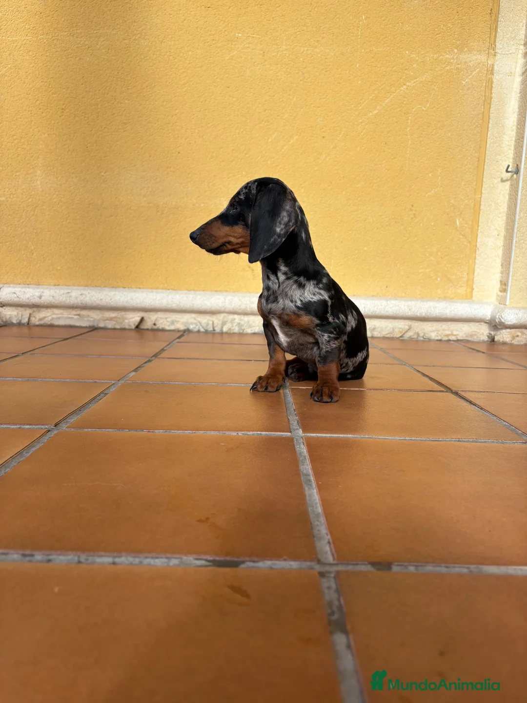 Teckel Miniatura perros en venta: Teckel miniatura macho arlequín Merle plata  - Anuncio 8
