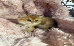 Británico de Pelo Corto gatos en venta: British golden en venta, macho y hembra - Imagen 3