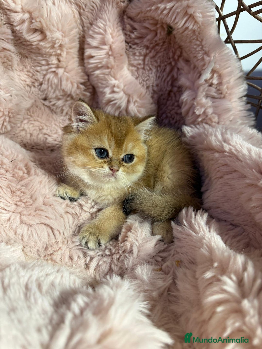 Británico de Pelo Corto gatos en venta: British golden en venta, macho y hembra - Imagen 3