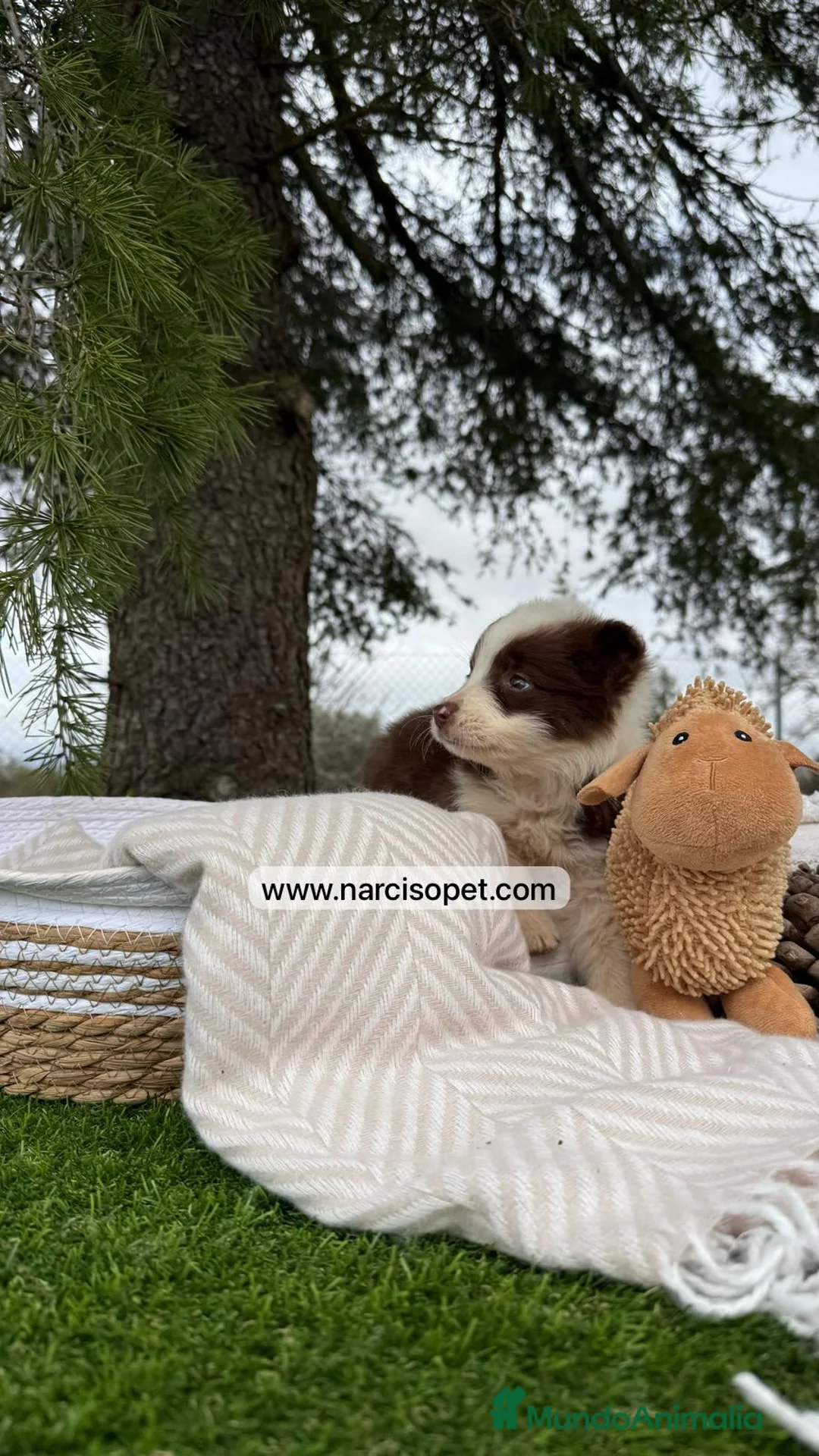 Border Collie perros en venta: BORDER COLLIE CHOLATE HEMBRA en Asturias - Anuncio 2