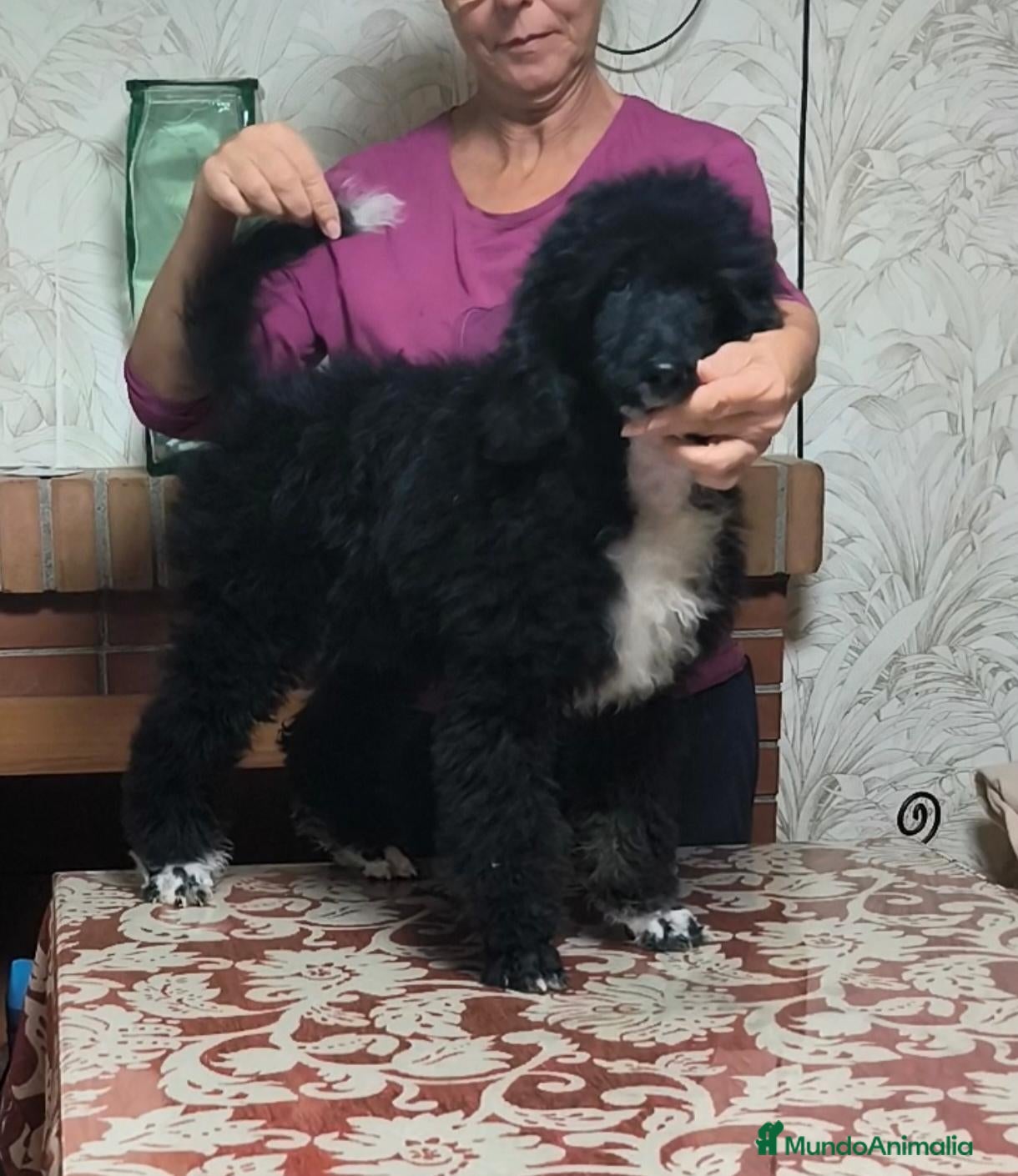 Caniche Gigante perros Caniches gigantes  - Anuncio 1