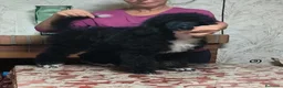 Caniche Gigante perros en venta: Caniches gigantes  - Anuncio 1