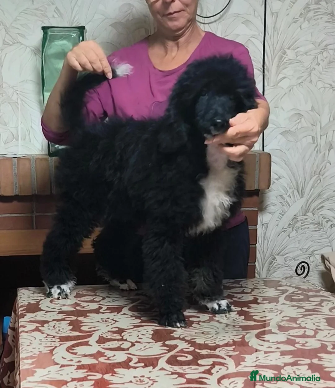 Caniche Gigante perros en venta: Caniches gigantes  - Anuncio 1