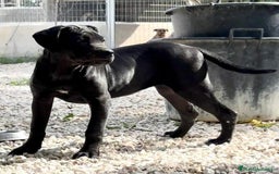 Cane Corso perros en venta: Cane Corso - Imagen 1