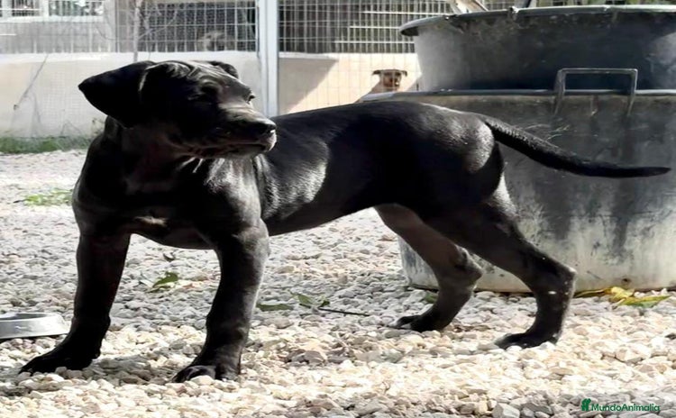 Cane Corso perros - Anuncio 2