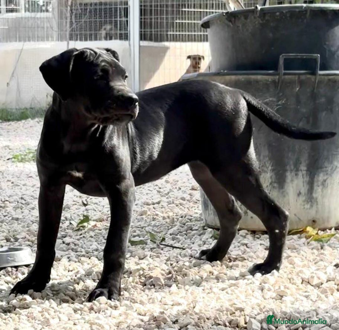 Cane Corso perros en venta: Cane Corso - Imagen 1