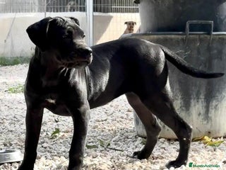 Cane Corso perros - Anuncio 2