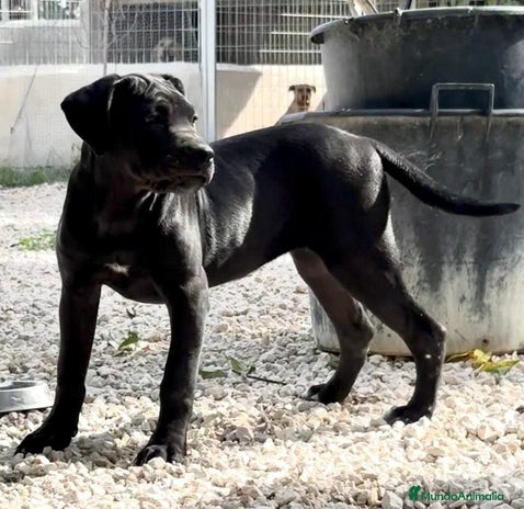 Cane Corso perros - Anuncio 2