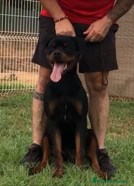 Rottweiler perros ROTTWEILER DE 8 MESES DISPONIBLE  - Anuncio 3
