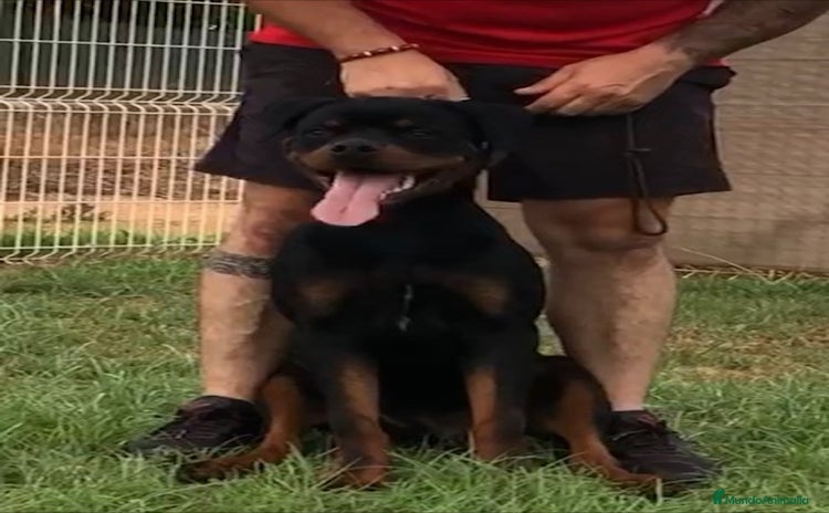 Rottweiler perros - Anuncio 1