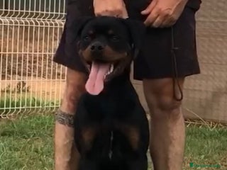 Rottweiler perros - Anuncio 2