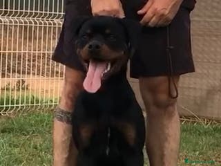 Rottweiler perros ROTTWEILER DE 8 MESES DISPONIBLE - Anuncio 16
