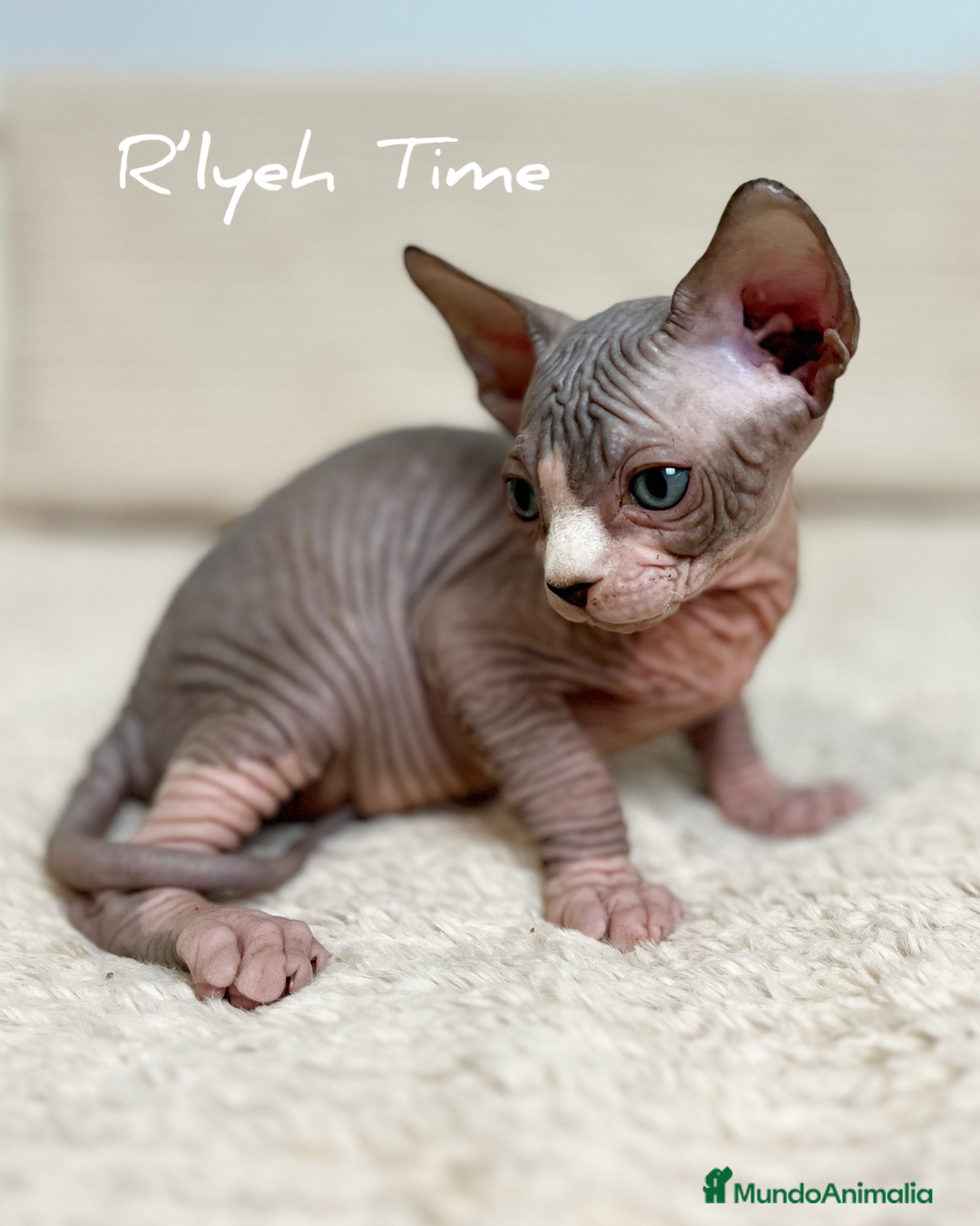 Sphynx gatos en venta: Sphynx - Imagen 8