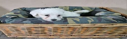 Bichón Maltés perros en venta: Bichón maltes  - Anuncio 3