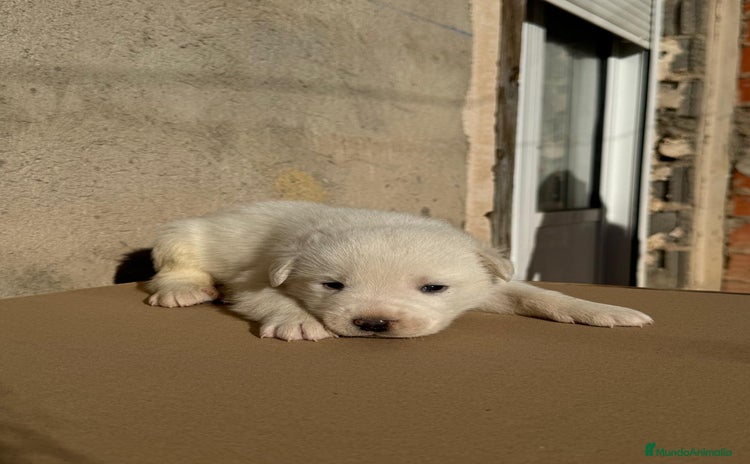 Mastín Español perros Cachorros de mastin español - Anuncio 1