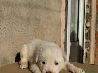Mastín Español perros Cachorros de mastin español - Anuncio 15