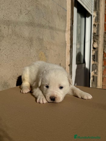 Mastín Español perros Cachorros de mastin español - Anuncio 1