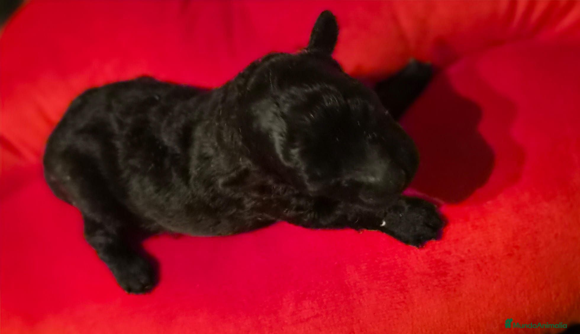 Caniche Toy perros Caniches toy - Anuncio 3