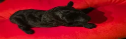 Caniche Toy perros en venta: Caniches toy - Anuncio 1