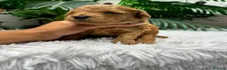 Caniche Enano perros en venta: CANICHE ENANO - Anuncio 14