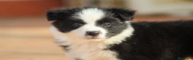 Border Collie Cachorro 1