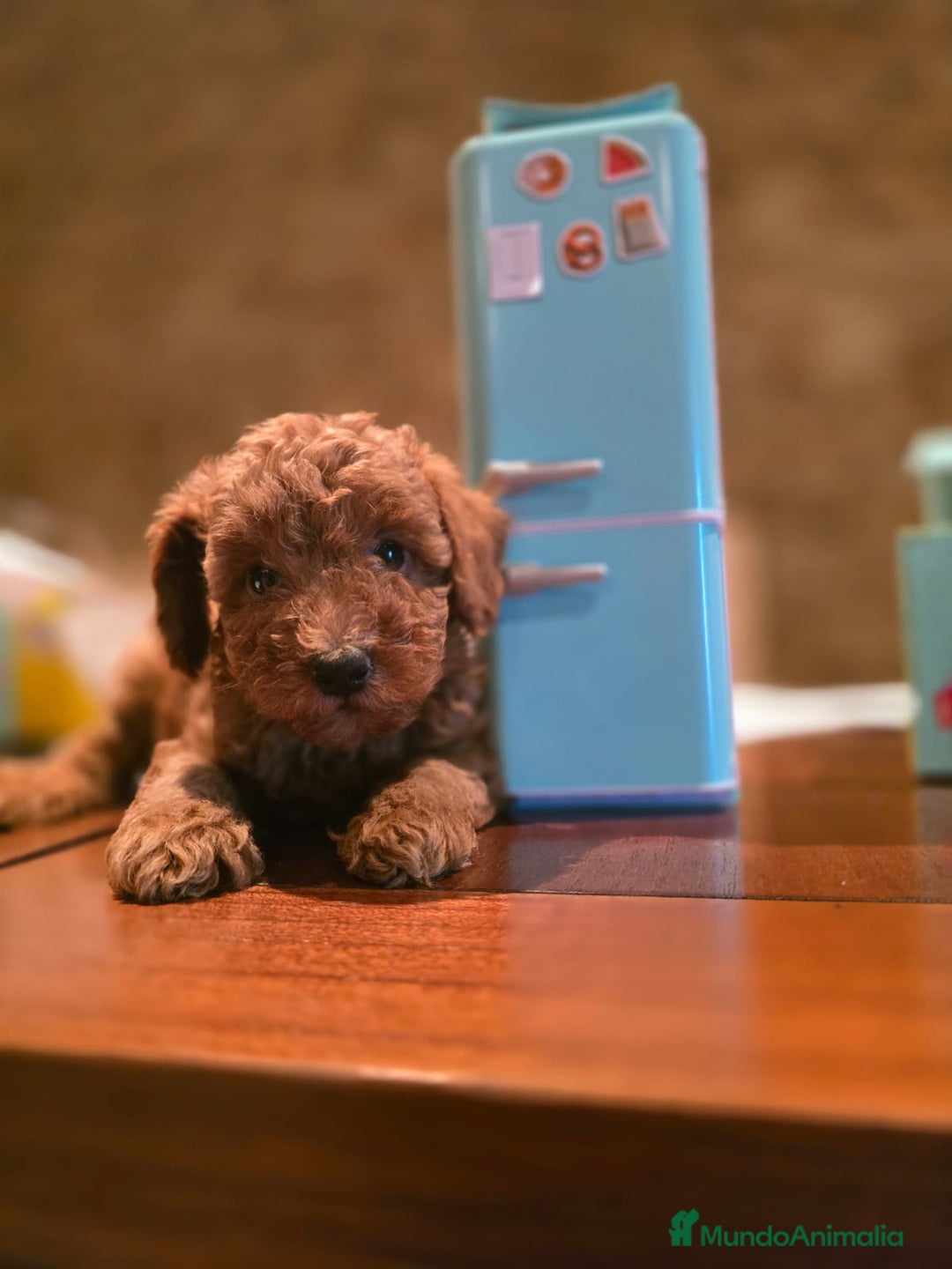 Caniche Toy perros en venta: CANICHES TOYS SE PUEDEN VER A LOS PADRES  - Imagen 3