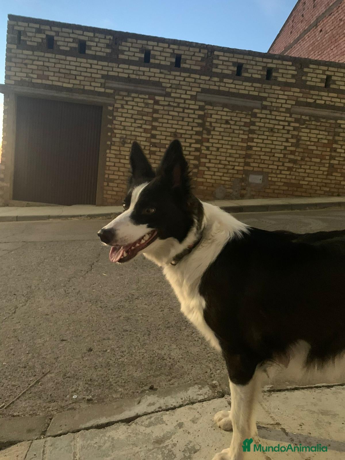 Border Collie perros Cachorro Border collie ojo azul - Anuncio 1