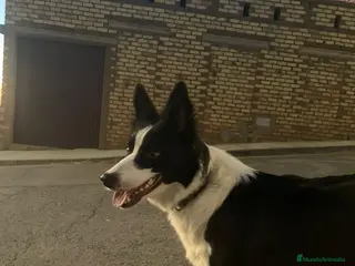 Border Collie perros Cachorro Border collie ojo azul - Anuncio 1