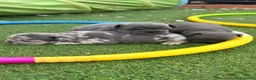 Bulldog Francés perros en venta: 3 HERMANAS, 3 COLORES, 3 PEQUEÑAS IRRESISTIBLES  - Anuncio 13