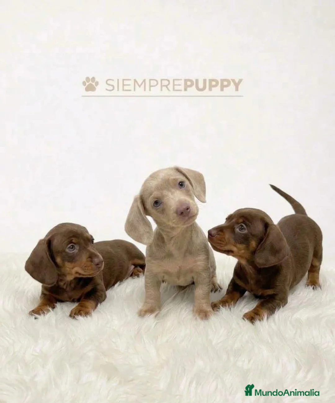 Teckel Miniatura perros en venta: TECKEL KANICHEN - Anuncio 1