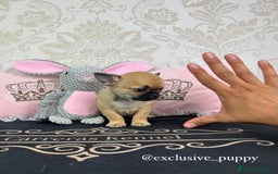 Chihuahua perros en venta: 🏆 Espectacular Chihuahua de Alta Calidad  - Imagen 3