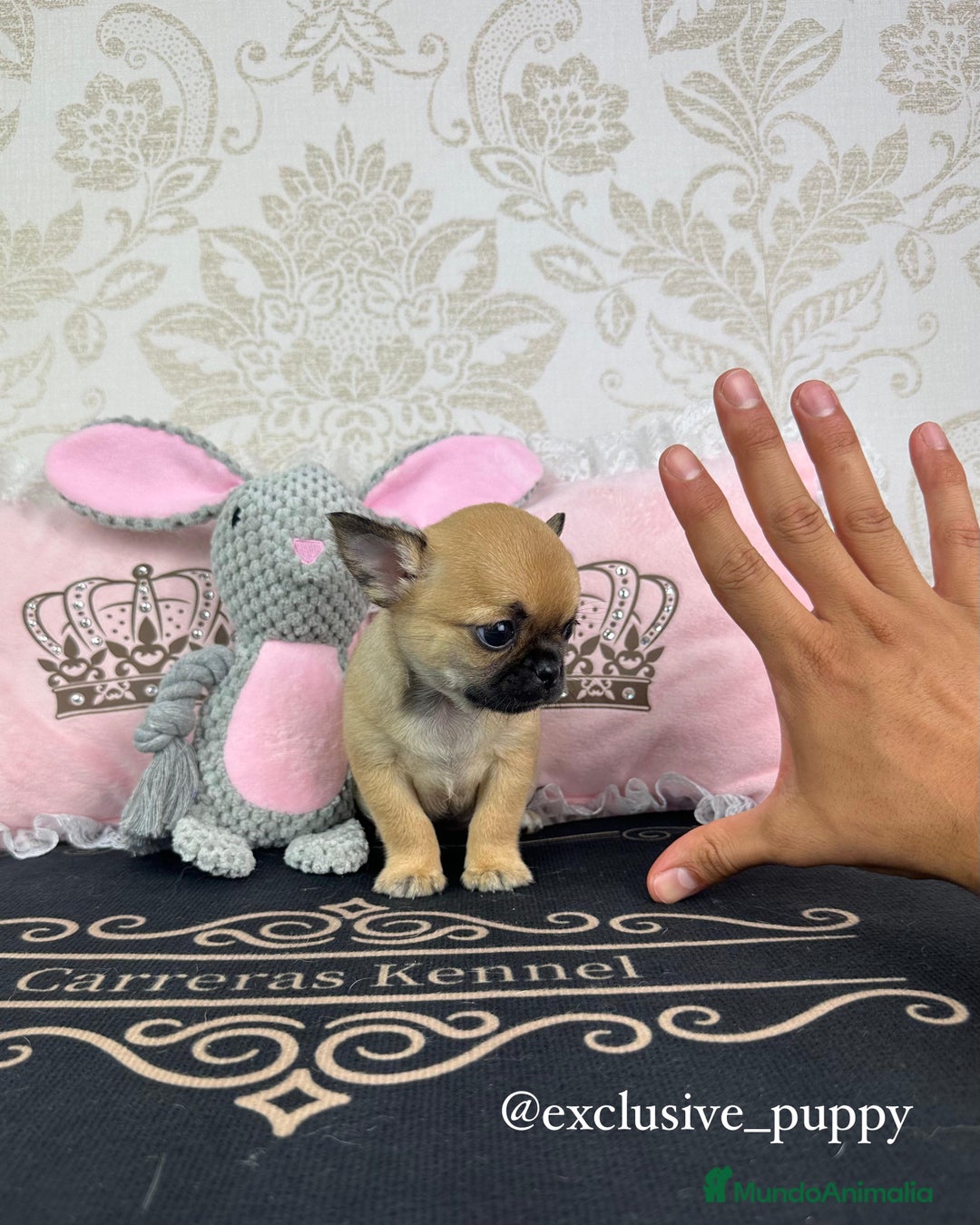 Chihuahua perros en venta: 🏆 Espectacular Chihuahua de Alta Calidad  - Imagen 3
