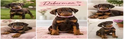 Dobermann perros en venta: Doberman chocolates - Anuncio 1