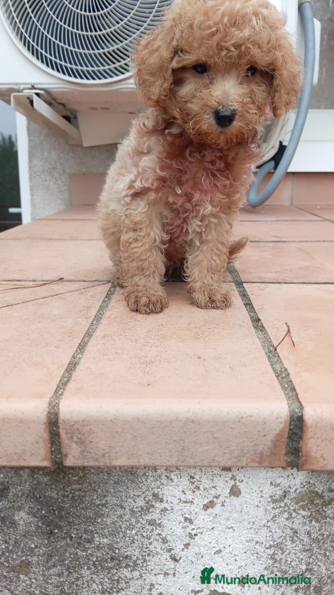 Maltipoo perros en venta: Maltipoo toy - Anuncio 2