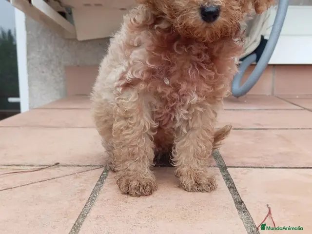 Maltipoo perros en venta: Maltipoo toy - Anuncio 2