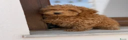 Caniche Enano perros en venta: Caniches enanos apricot  - Anuncio 5