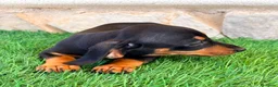 Teckel Miniatura perros en venta: Teckel miniatura negro fuego - Anuncio 6