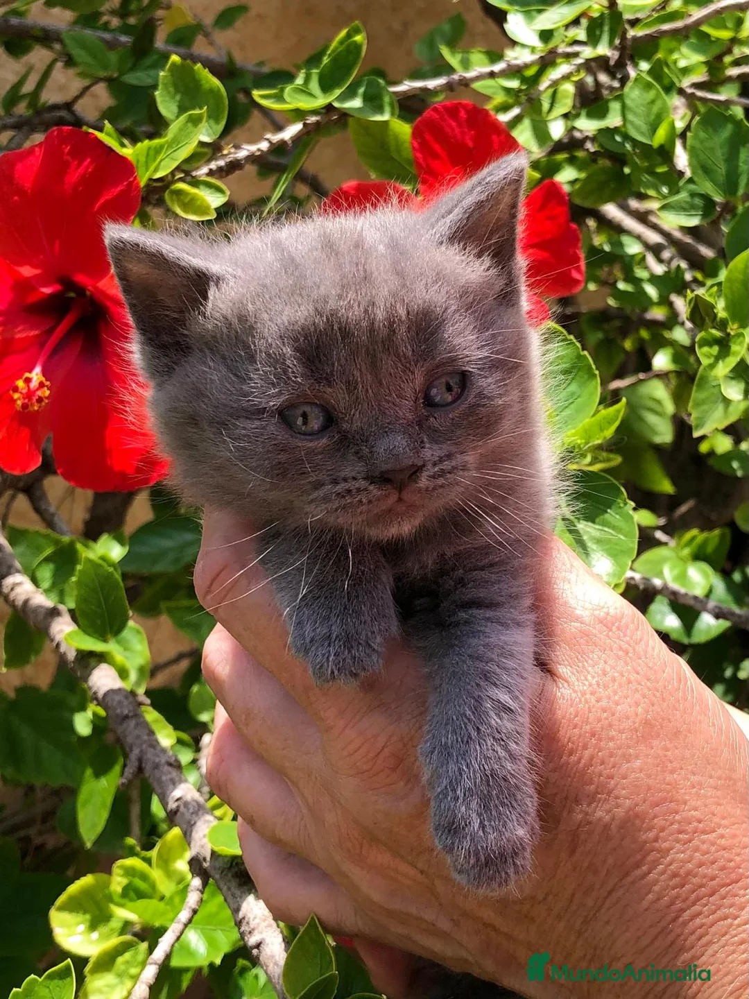 Británico de Pelo Corto gatos en venta: GATITOS BRITISH  - Anuncio 3
