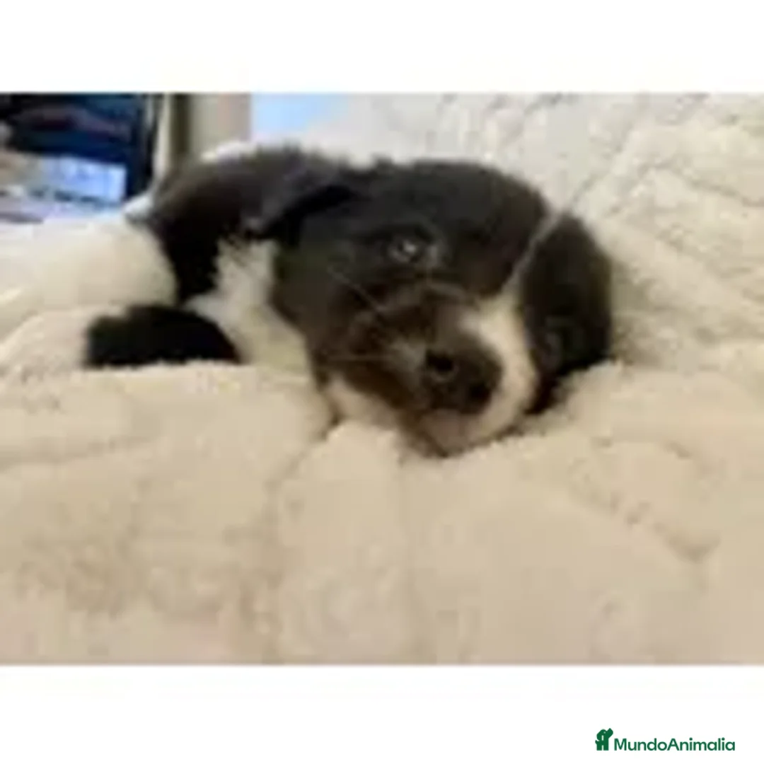 Border Collie perros en venta: cachorritos de border collie  - Anuncio 3