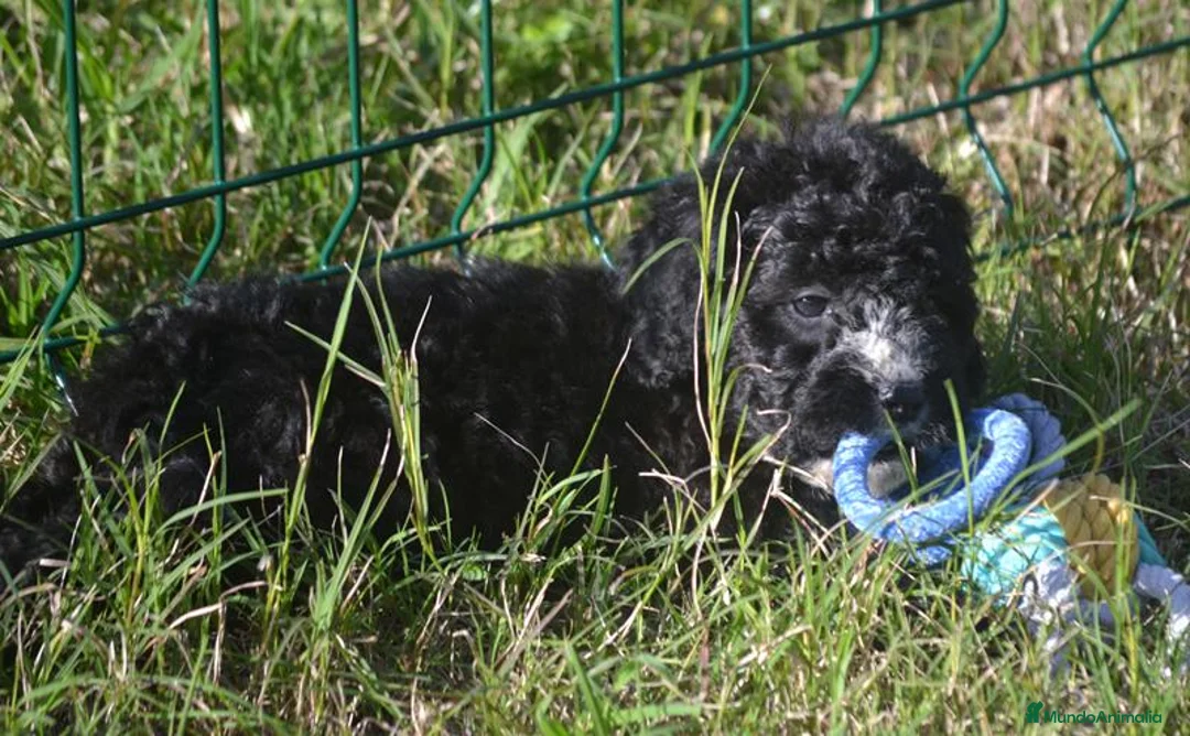 Perro de Agua Español perros en venta: CACHORRO PERRO DE AGUA ESPAÑOL  - Anuncio 28