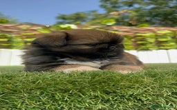Pekinés perros en venta: PEKINES IMPERIAL HEMBRA - Imagen 8