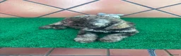 Perro de Agua Español perros en venta: Perro de agua Español  - Anuncio 2