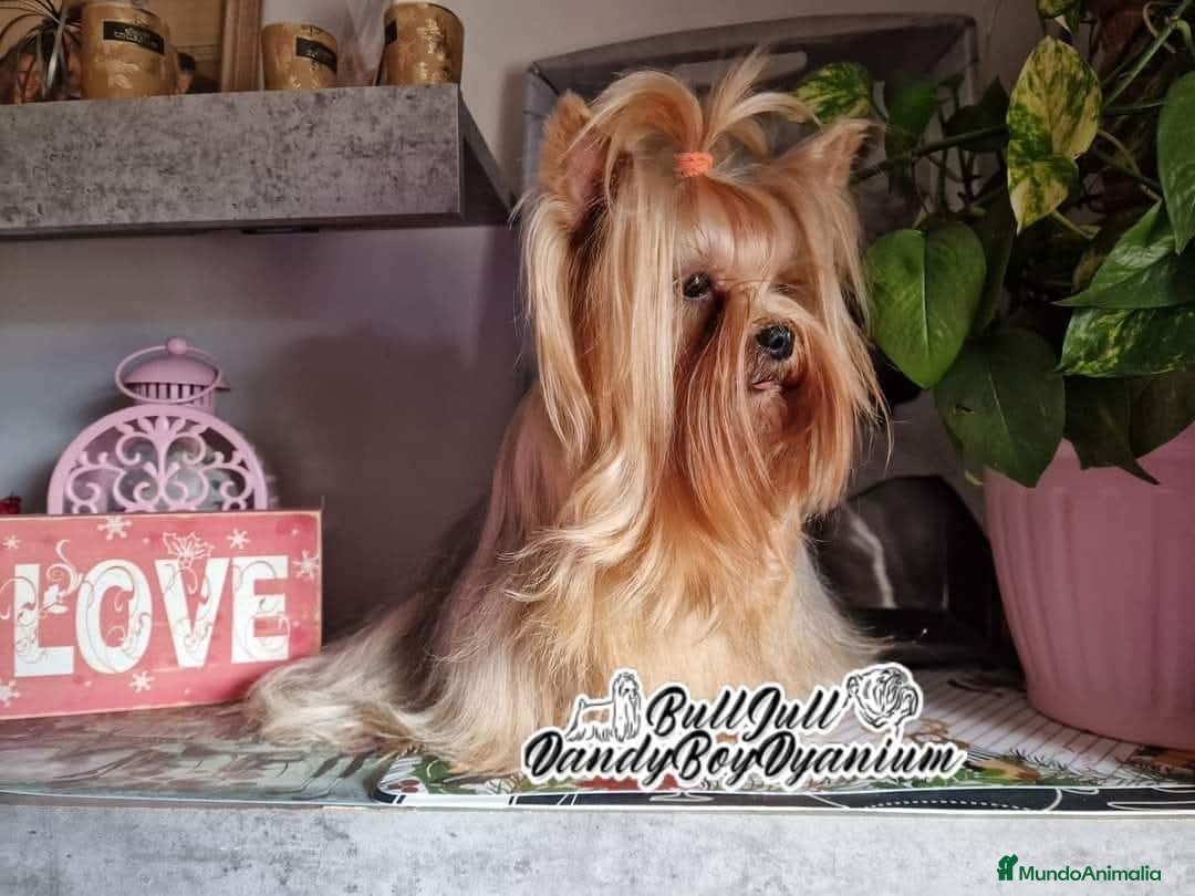 Yorkshire Terrier perros en venta: Yorkshire terrier - Imagen 6