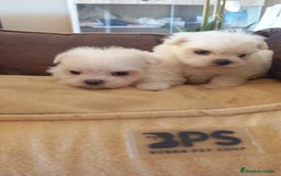 Bichón Maltés perros en venta:  Hermosos bichón maltés  - Imagen 7