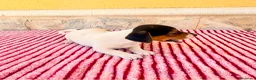 Jack Russell Terrier perros en venta: Jack Russell terrier  - Anuncio 20