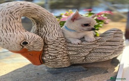 Chihuahua perros en venta: Chihuahua blanco cabeza manzana  - Imagen 3